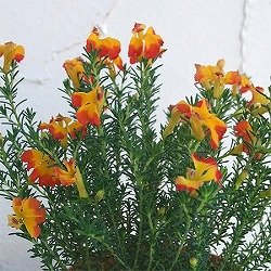 初恋草：エクレールミカ3.5号ポット