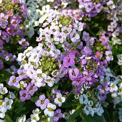 園芸ネット本店｜アリッサム：ミックス咲き3.5号 4ポットセット の通販