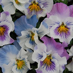 園芸ネット本店｜うえたコレクションパンジー：ジュピター3.5号ポット2