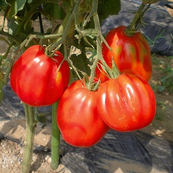 [26年4月下旬予約]トマト：ズッカ自根苗3号ポット4株セット