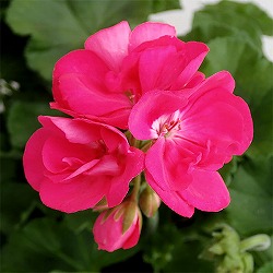 ゼラニウム：クオリティ　ショッキングピンク5号鉢植え
