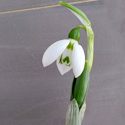 スノードロップ2球植え芽出し3号10ポットセット