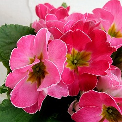 プリムラ：ポリアンサ　チェリーチェリー2　4号鉢