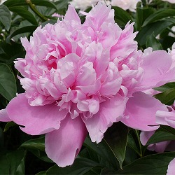 [26年2月中下旬予約]シャクヤク（芍薬）：ムッシュージュールエリー7号ポット