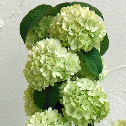 オオデマリ（大手毬）6号ポット