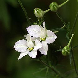 千鳥草（チドリソウ・ラークスパー）：ホワイト（No5）3号ポット4株セット