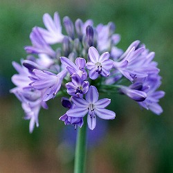 アガパンサス：すずかぜ 3.5号ポット