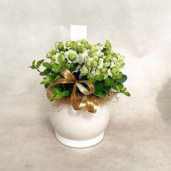 [26年2月中下旬予約]カランコエ：クイーンモアフラワーズ パリと観葉の寄せ植え5号鉢植え