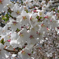 フジザクラ（富士桜）3号ポット