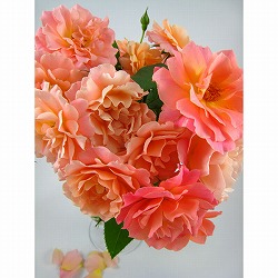 デルバールローズ：ボルデュール・アプリコ開花見込み株6号角鉢植え(バラ)