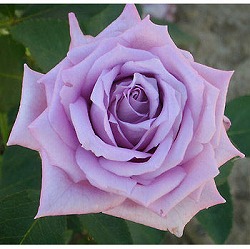 デルバールローズ：マミー・ブルー6号角鉢植え(バラ)