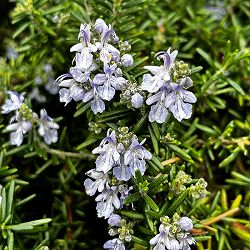 ローズマリー（立性）：ベネンデンブルー3号ポット