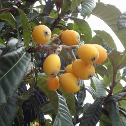 ビワ（枇杷）：田中（たなか）4-5号ポット＊