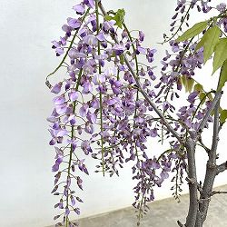 フジ（藤）：品種不明 7号ポット