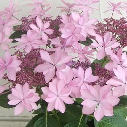 [春の鉢花予約]アジサイ：ダンスパーティー（ピンク） 4号鉢植え