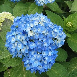 アジサイ：安行四季咲き（アンギョウシキザキ）5号ポット