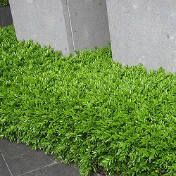 クサツゲ4号ポット