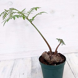 リュウビンタイ 3.5号鉢