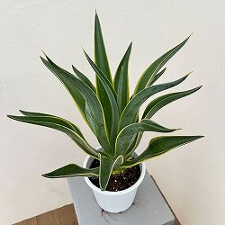 アガベ:ベネズエラ錦(斑入り)5号鉢植え