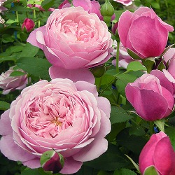 （開花予定株）デルバールローズ：シャンテ・ロゼ・ミサト6号角鉢植え*