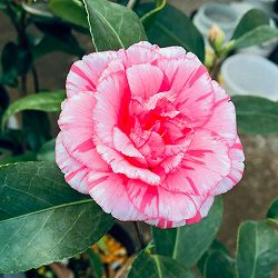 ツバキ（椿）：酒中花（しゅちゅうか）6号鉢植え