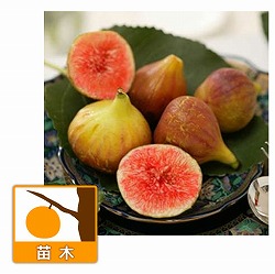 イチジク：ロードス4～5号ポット