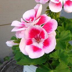 [26年4月上旬予約]ゼラニウム：pacクオリティ　フラワーフェアリーホワイトスプラッシュ11cmポット