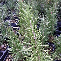 ローズマリー（立性）：ファーンオークス　ハーディ3号ポット