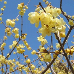 ロウバイ：素心（ソシン）ロウバイ4号ポット