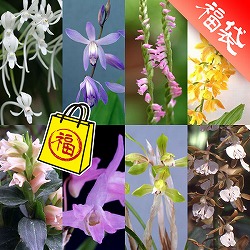 [送料無料]野生ラン10種セット・草の友3リットル付