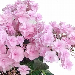 アジサイ：コサージュ3.5号ポット