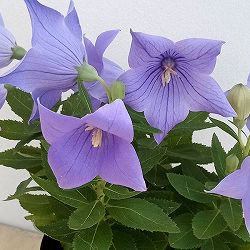 [26年3月中下旬予約]アポイキキョウ3.5号ポット