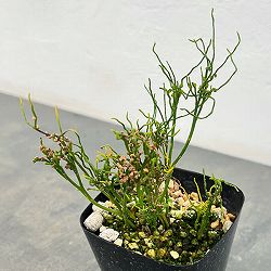 マツバラン：錦糸折鶴（キンシオリヅル）3.5号鉢植え