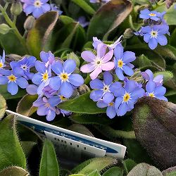 ワスレナグサ：モナミブルー3.5号ポット 3株セット