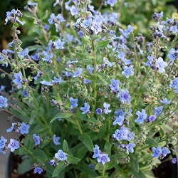 アンチューサ：タッセルブルー3～3.5号ポット 2株セット