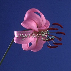 [26年2月中下旬予約]ユリ：マツバユリ2.5～3号ポット