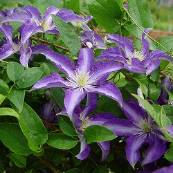 クレマチス：オオナガレ（大流）3.5号ロングポット（ビチセラ系）