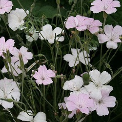 アグロステンマ：桜貝3～3.5号ポット 2株セット