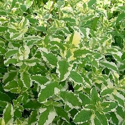 グランドカバー（約1平方米分）：ミント：パイナップルミント3号ポット16株セット