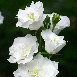 カンパニュラ：ホワイトティアラ11cm角ポット