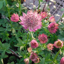 アストランティア：ローマ11cm角ポット