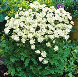 アストランティア：スノースター11cm角ポット