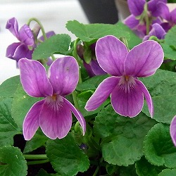 ニオイスミレ：チャールズ・ウィリアム・グローブス（濃桃）3～3.5号ポット