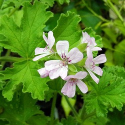 ニオイゼラニウム:アンダーソニア3号ポット2株セット