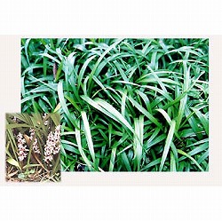 キチジョウソウ（吉祥草）3.5号ポット 12株セット
