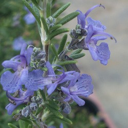 グランドカバー（約1平方米分）：ローズマリー（半ほふく性）：モーツアルトブルー3号ポット16株セット