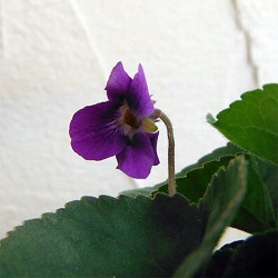 ニオイスミレ：パープル一重3号ポット