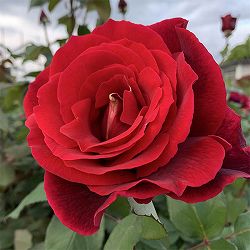 ハイブリッドティー：ミスターリンカーン接木苗4号ロングポット