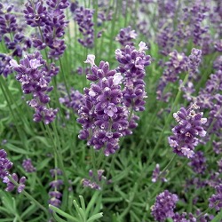 ラベンダー（イングリッシュ）：ヒドコート（ブルー）3号ポット