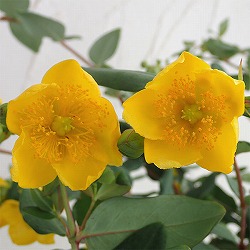 キンシバイ（金糸梅 ヒペリカム　パツラム)4.5号ポット